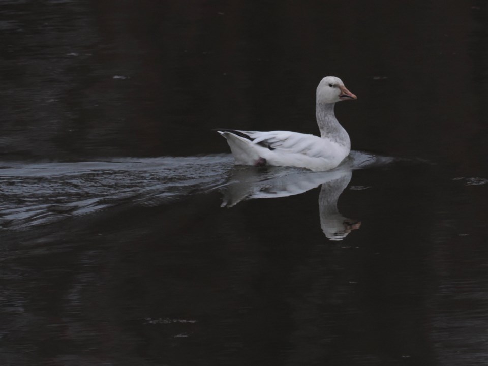 USED good-morning-mar-11-a-rare-iew-of-a-snow-goose-on-four-mile-pond