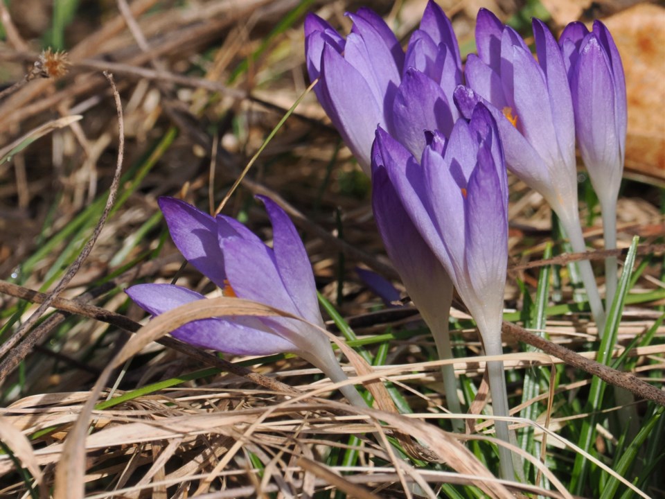 USED good-morning-march-17-crocuses-popping-up-in-niagara-shores-park