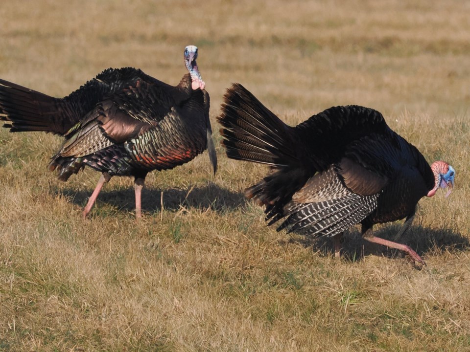 USED good-morning-march-17-wild-turkeys-strutting-across-dnd-proprty