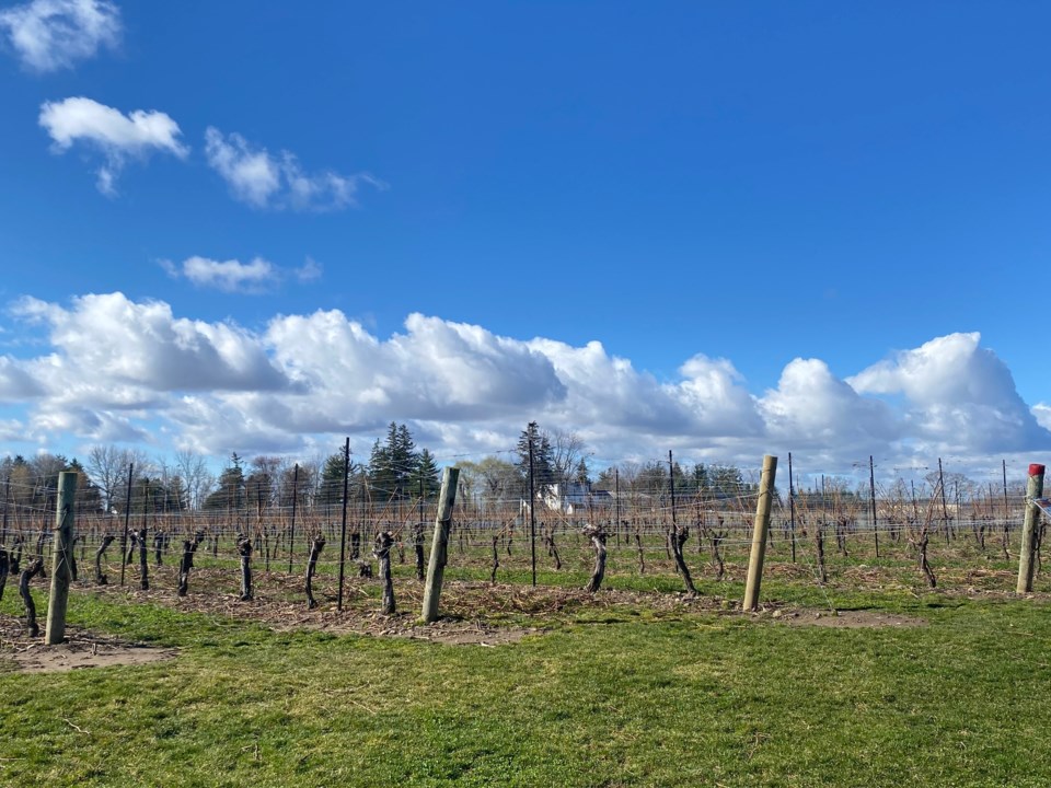 USED good-morning-march-25-recently-pruned-vines-at-peller-estates