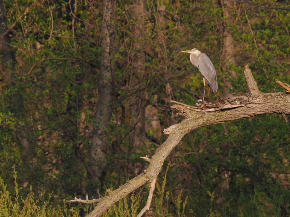 USED good-morning-may-21-great-blue-heron-overlooing-four-mile-pond