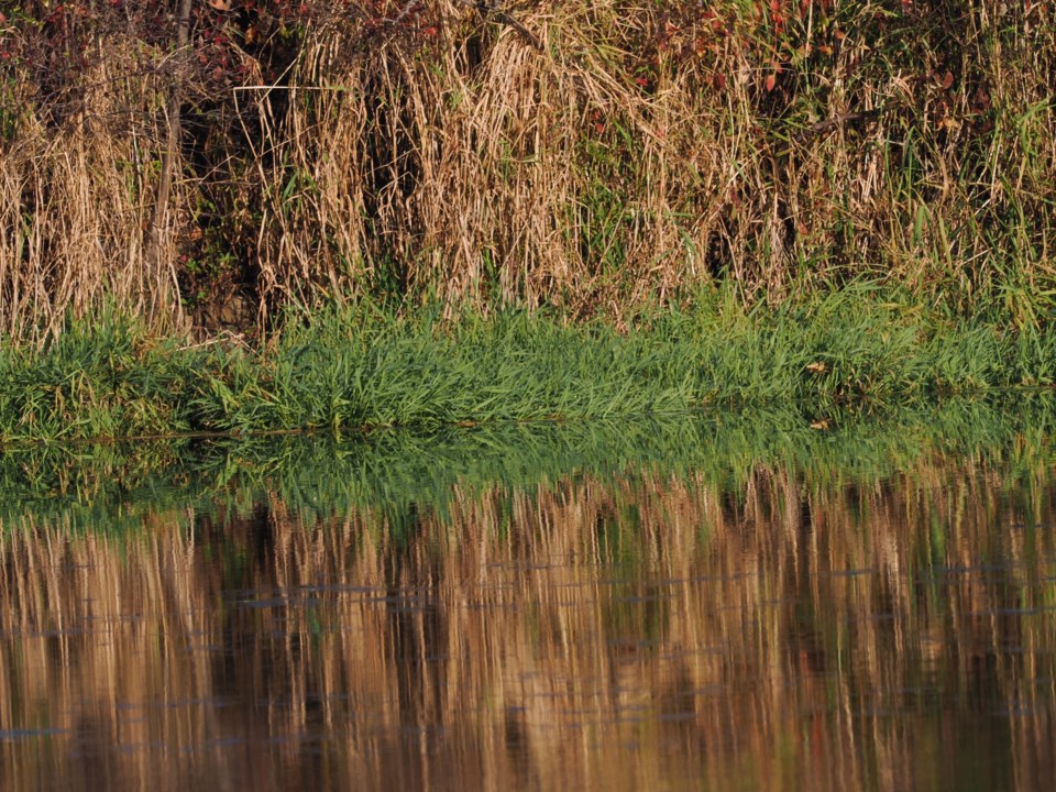 USED good-morning-nov-13-niagara-college-ponds-dave