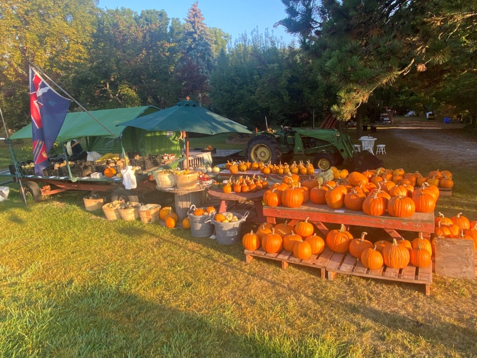 USED good-morning-oct-9-pumpkin-farm-east-west-line-dave