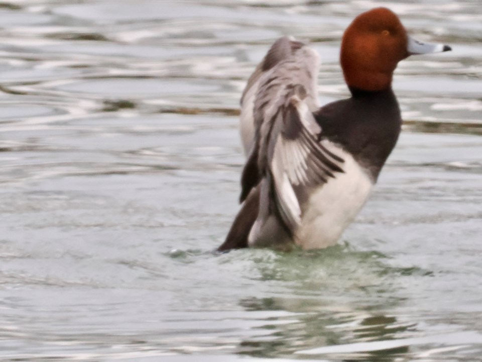 USED good-morning-photo-jan-14-redhead-duck-as-seen-from-marina