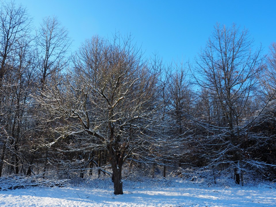 USED good-morning-winter-scene-from-ricardo-street