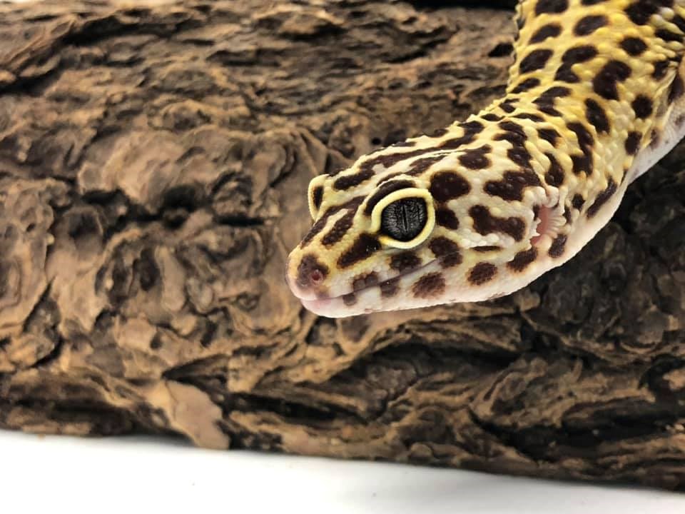 USED 04-20-2020 GM bella leopard gecko