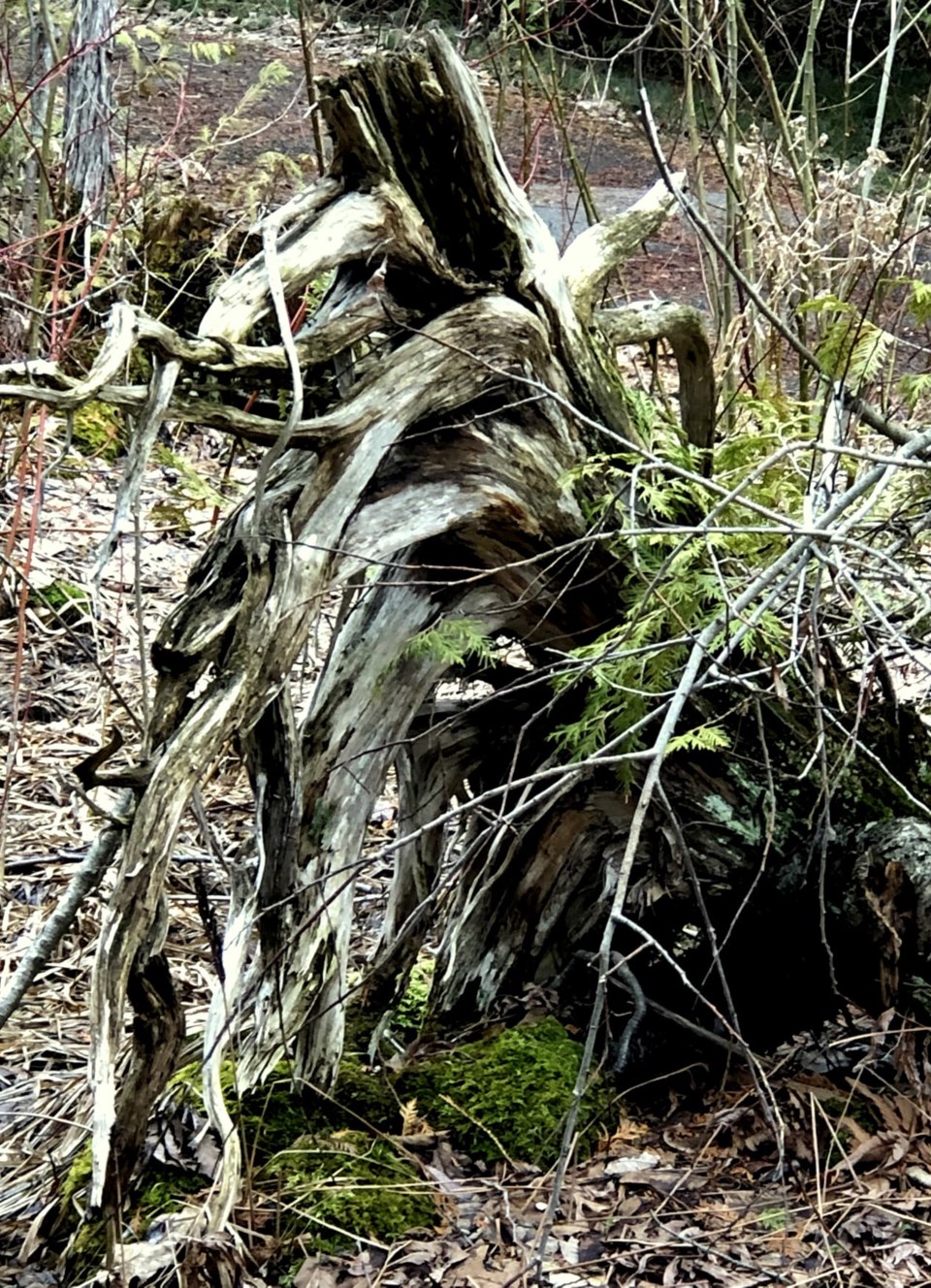 USED 2021-03-30 GM4 margot tree stump