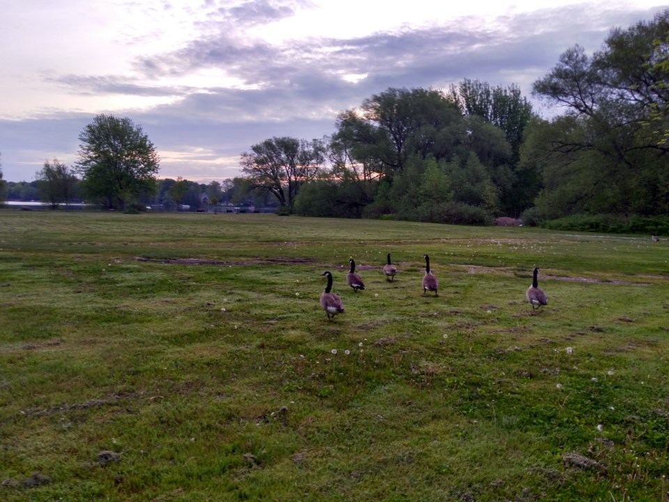 USED 2021-06-01 GM canada geese on lawn at tudhope joella