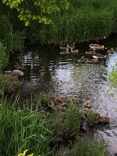 USED 2021-06-08 GM goslings in creek near memorial hwy 12 anne south
