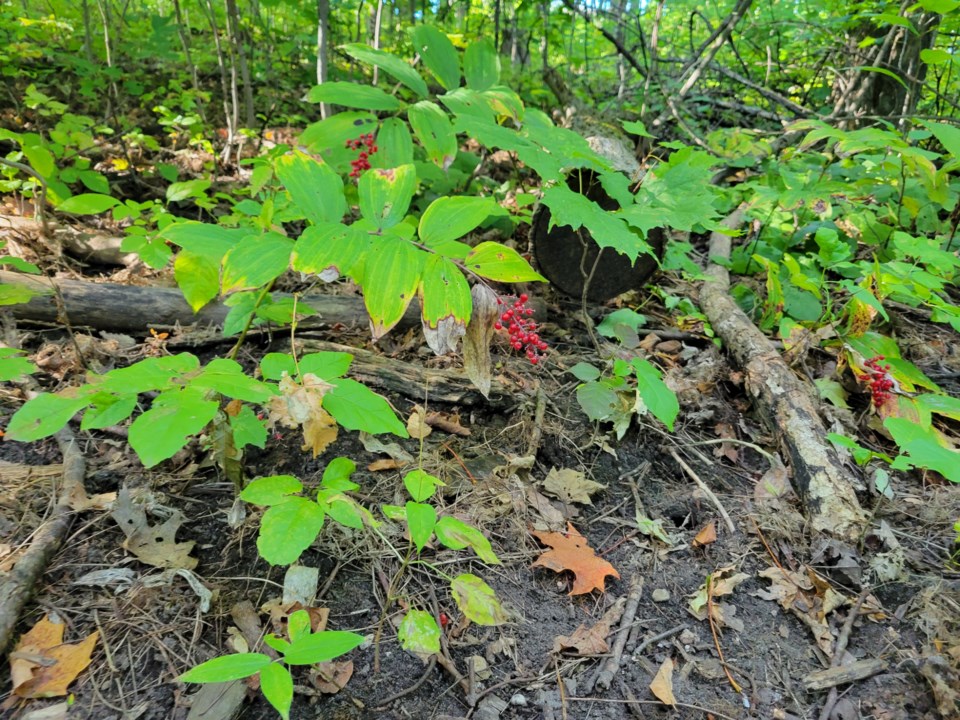 USED 2021-10-05 GM berries in woods