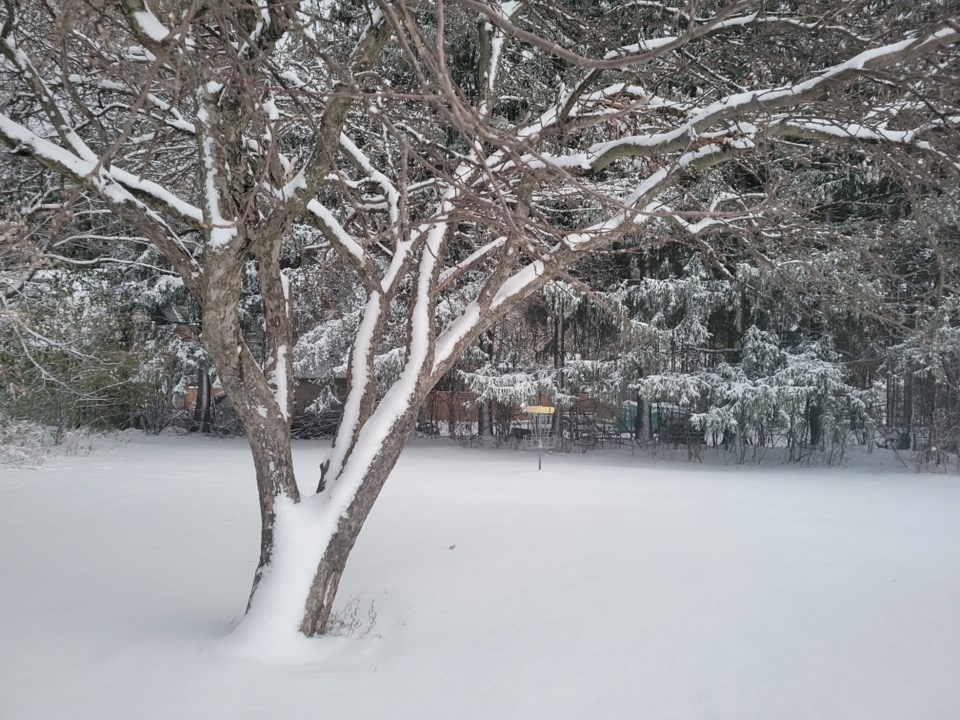 USED 2022-11-21-gm-snowy-tree-at-homewood