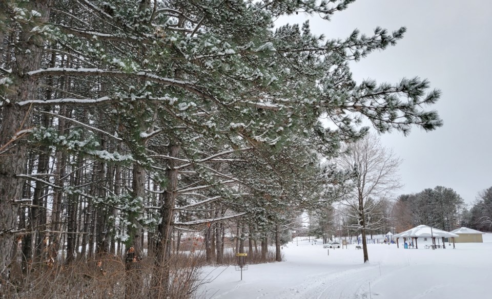 USED 2022-12-12-gm-snow-on-pine-trees-omewood