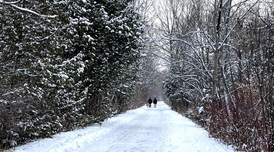 USED 2022-12-19-gm-snowy-dog-walk-on-trail-margot