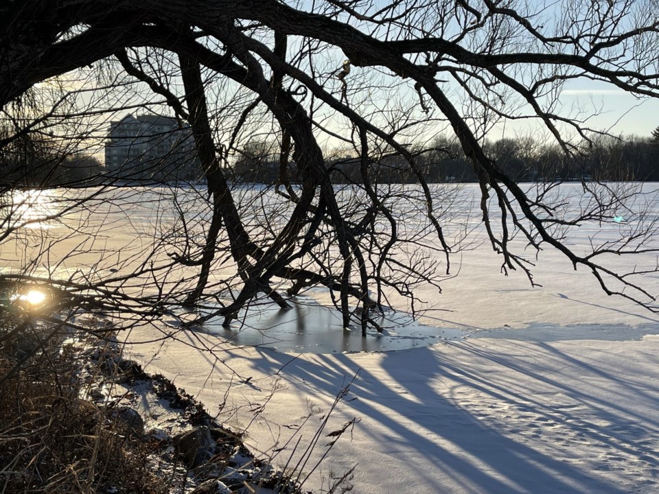 USED 2023-01-16-gm-tree-dipping-into-frozen-lake-margot