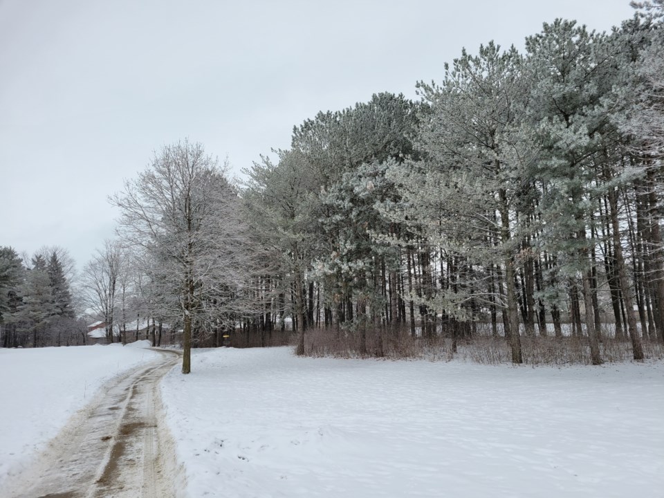 USED 2023-01-30-gm-snow-on-trees-homewood-dd