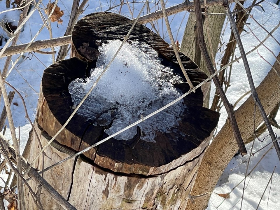 USED 2023-02-20-gm-ice-on-heart-shaped-stump-margot