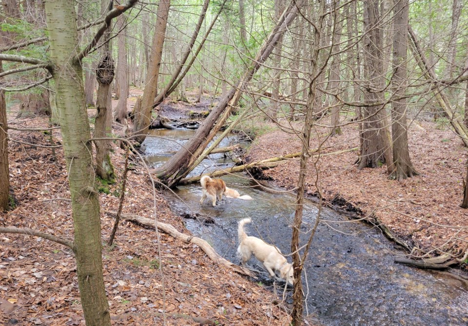 USED 2023-05-08-gm-scout-valley-dogs-enjoying-creek-dd