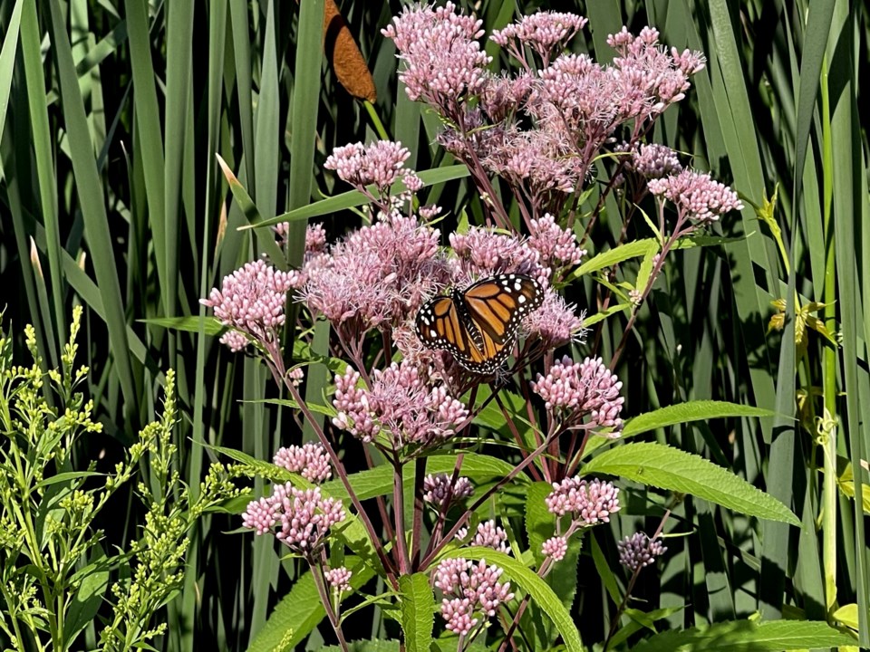 USED 2023-07-31-gm-monarch-on-flower-trail-margot