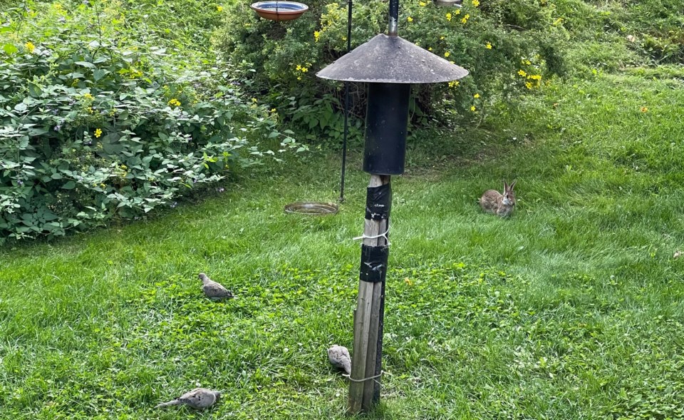 USED 2023-08-21-gm-bunny-and-pigeons-at-feeder-margot