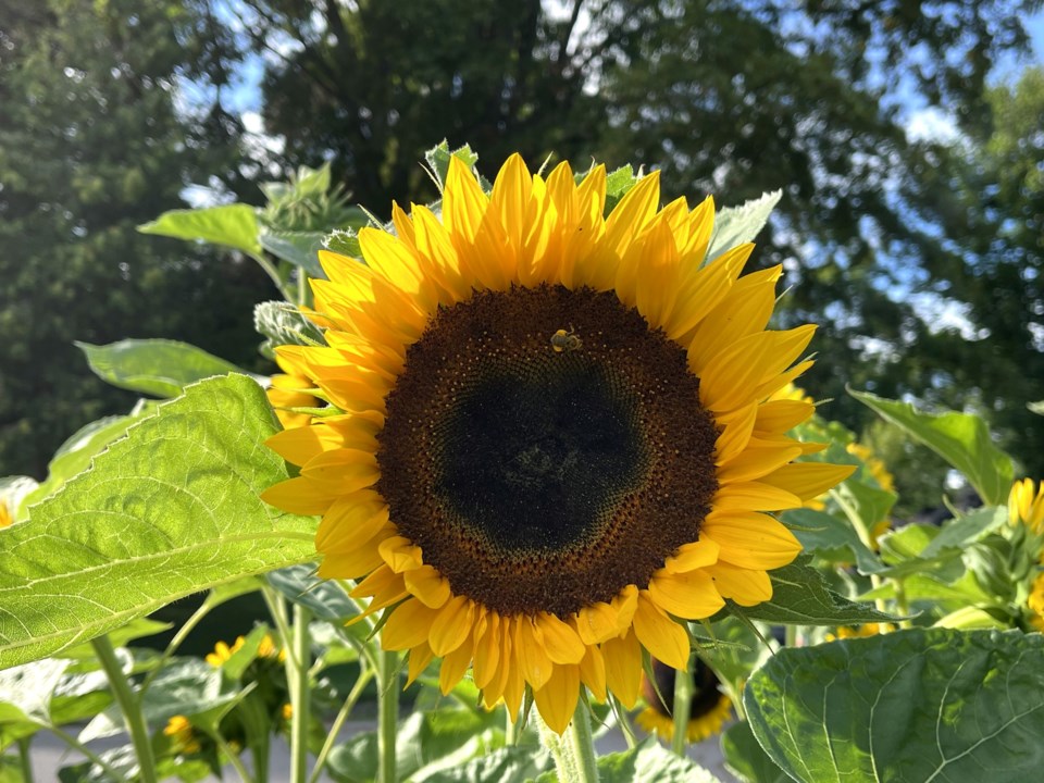 USED 2023-08-21-gm-sunflower-closeup-margot