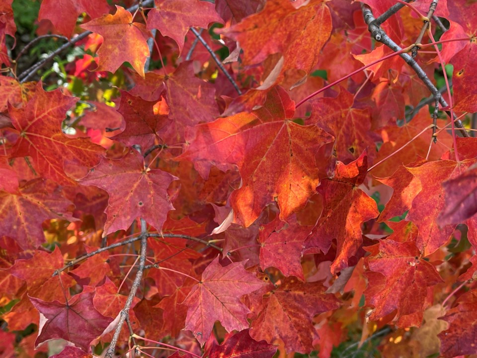 USED 2023-09-11-gm-red-maple-leaves-fall-margot
