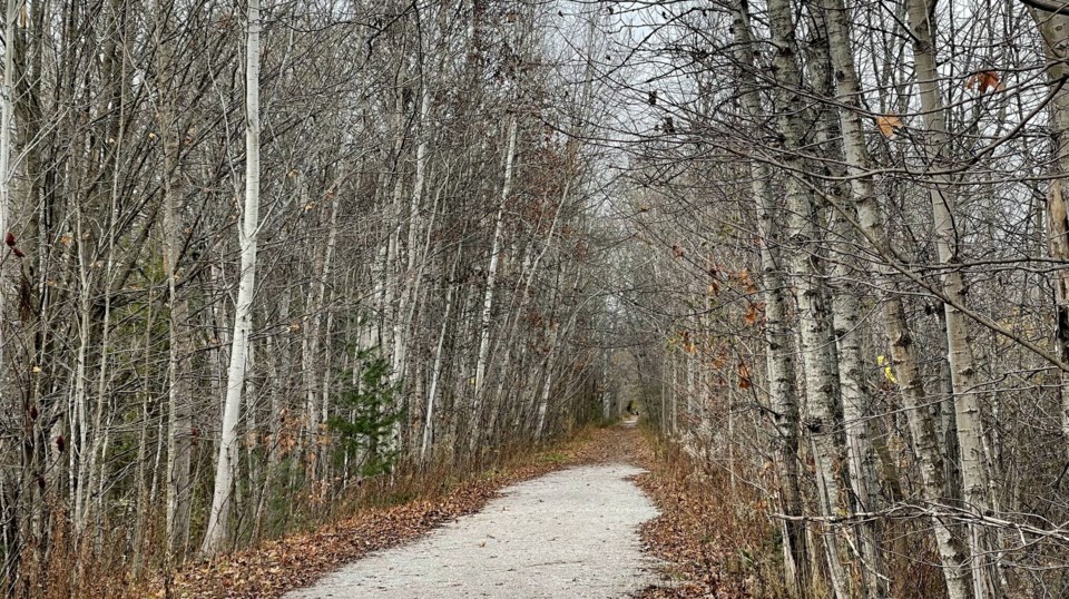 USED 2023-11-13-gm-trees-along-trail-fall-margot