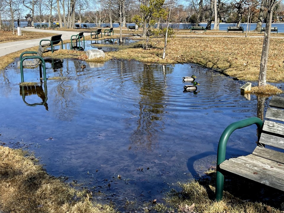 USED 2024-03-11-gm-ducks-enjoy-puddles-at-tudhope-margot