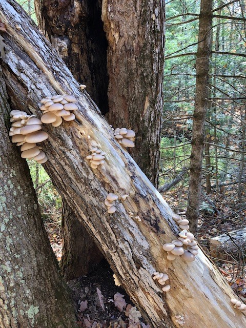 USED GM 2020-10-27 grants woods mushrooms anne south