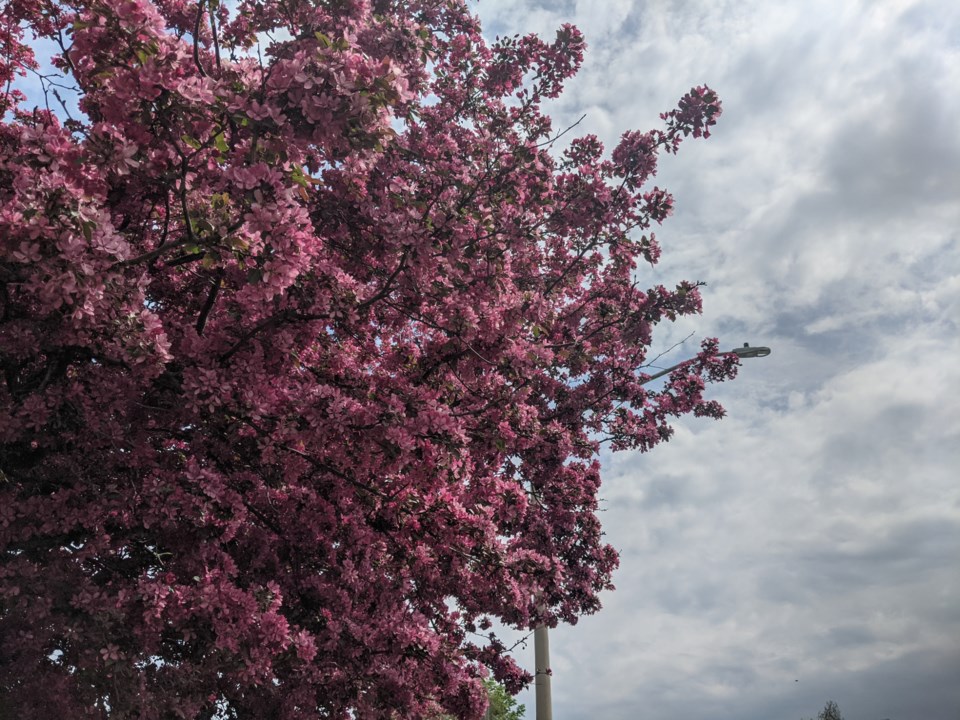 USED GM 2021-05-25 pink tree blossom homewood