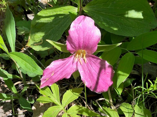 USED GM 2021-05-25 pink trillium woodland drive anne south