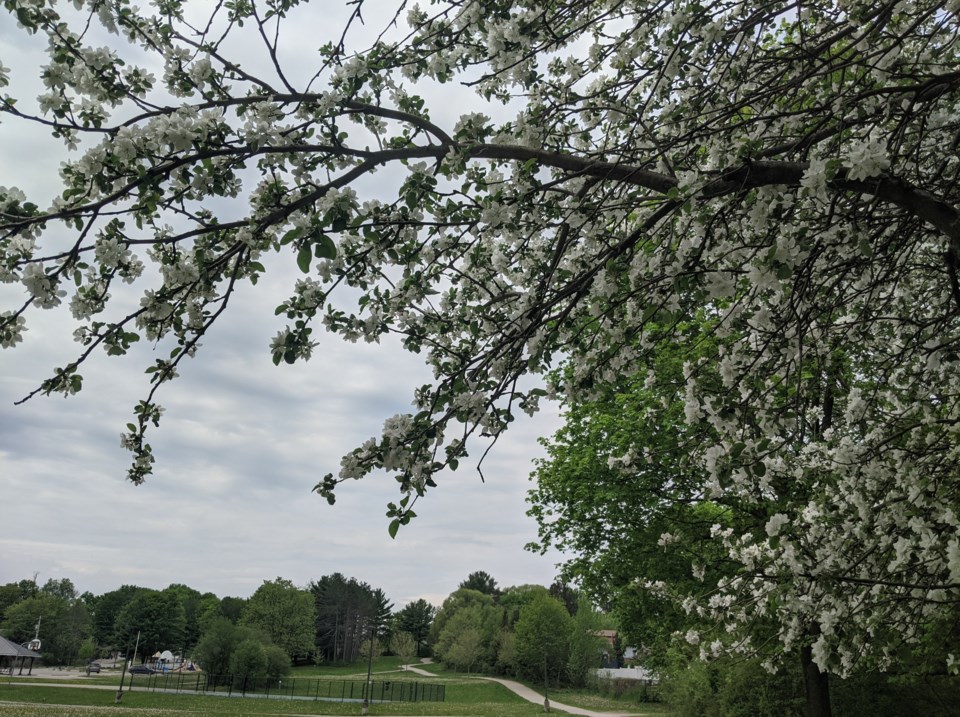 USED GM 2021-05-25 tree blossom homewood