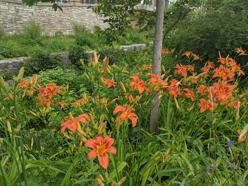USED GM 2021-07-12 flowers blooming behind condo
