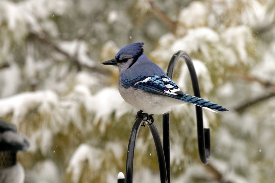 USED gm 2022-01-17 blue jay dropped in for visit margot