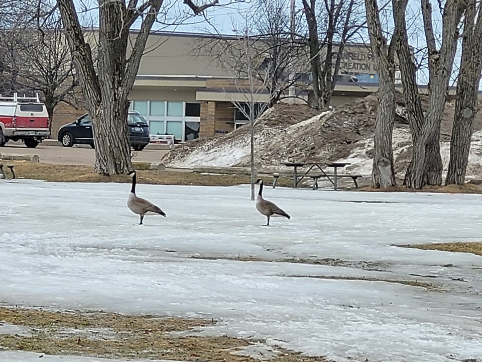USED gm 2022-03-22 canada geese enjoy mild weather at tudhope