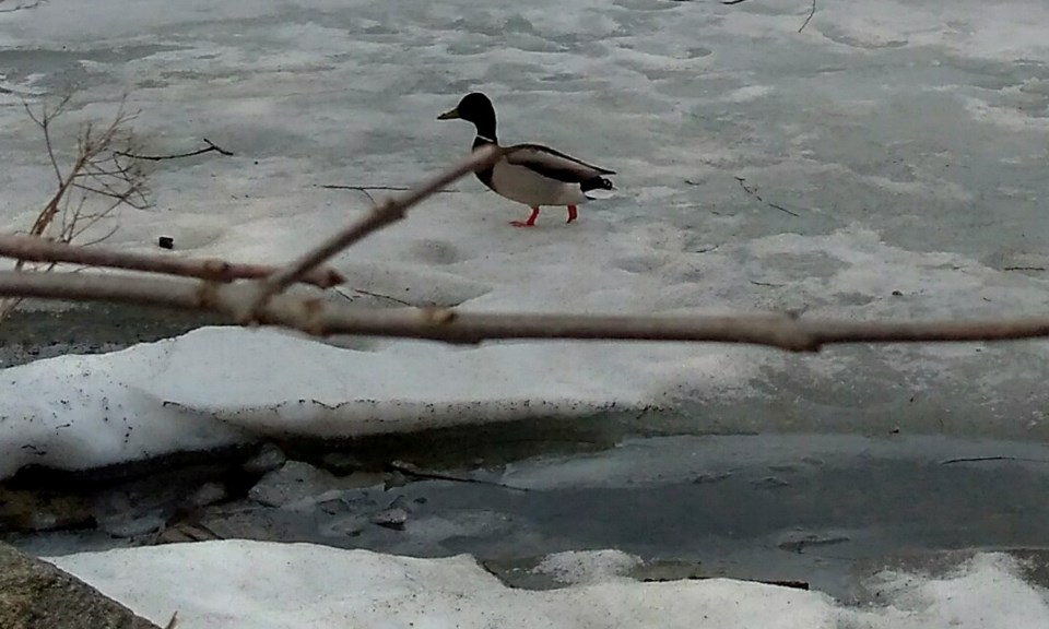 USED gm 2022-04-12 duck on thin ice at tudhope joella