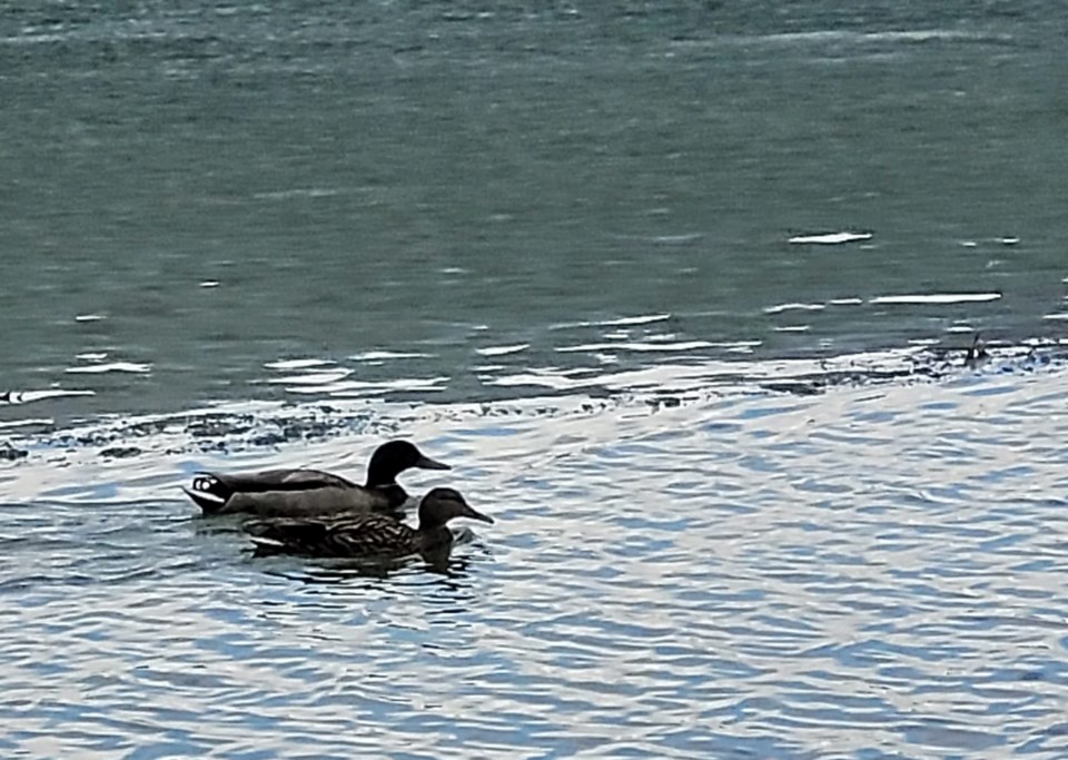USED gm 2022-04-12 ducks in open water near leacock home joella