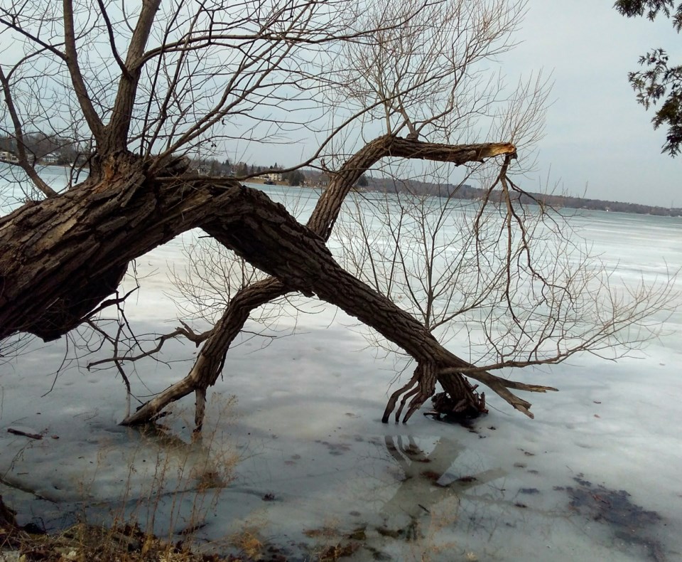 USED GM 2022-04-12 tree in ice almost gone joella