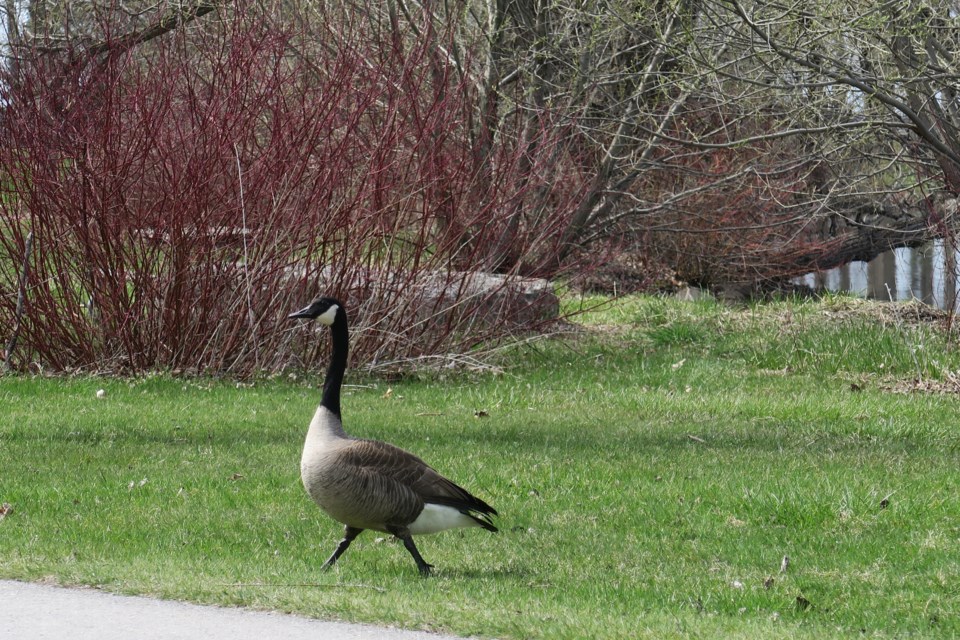USED GM 2022-05-10  canada goose strutting at tudhope linda french