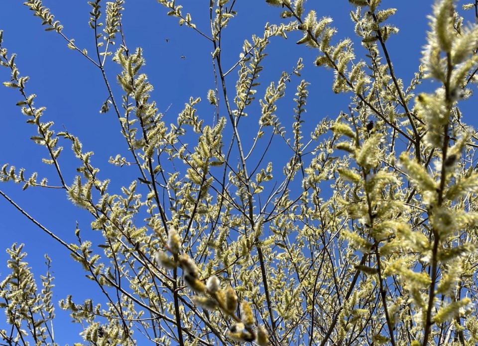 USED GM 2022-05-10 fuzzy flowers emerging from pussy willows margot 