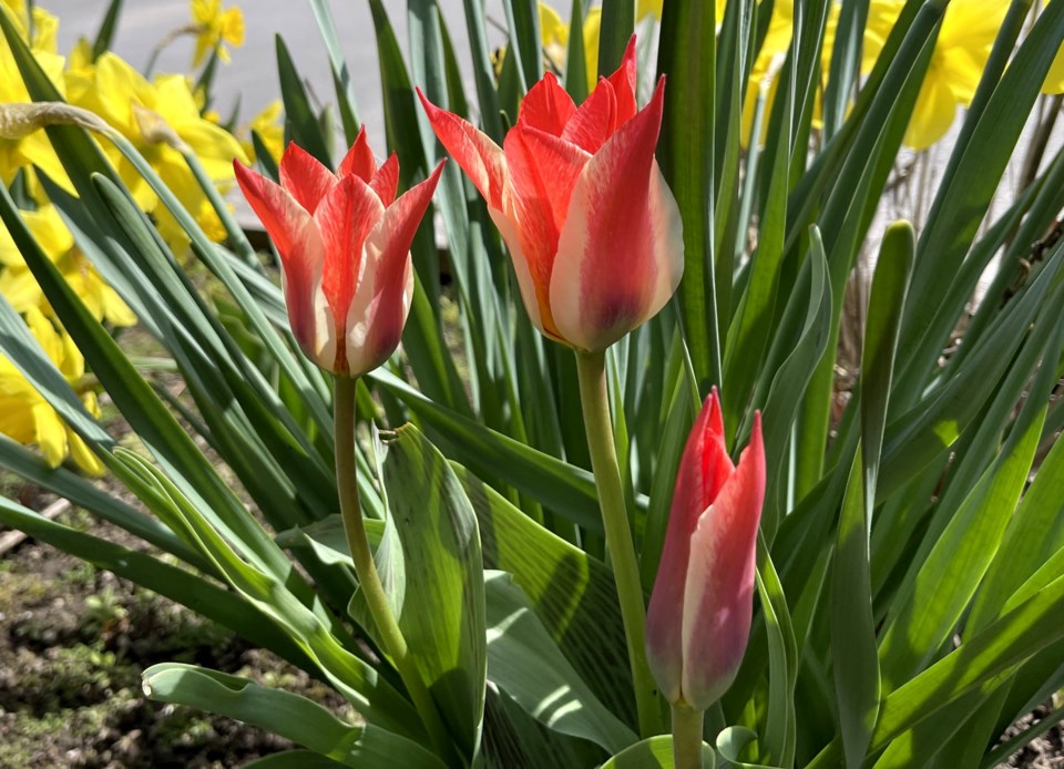 USED GM 2022-05-10  spring flowers blooming margot