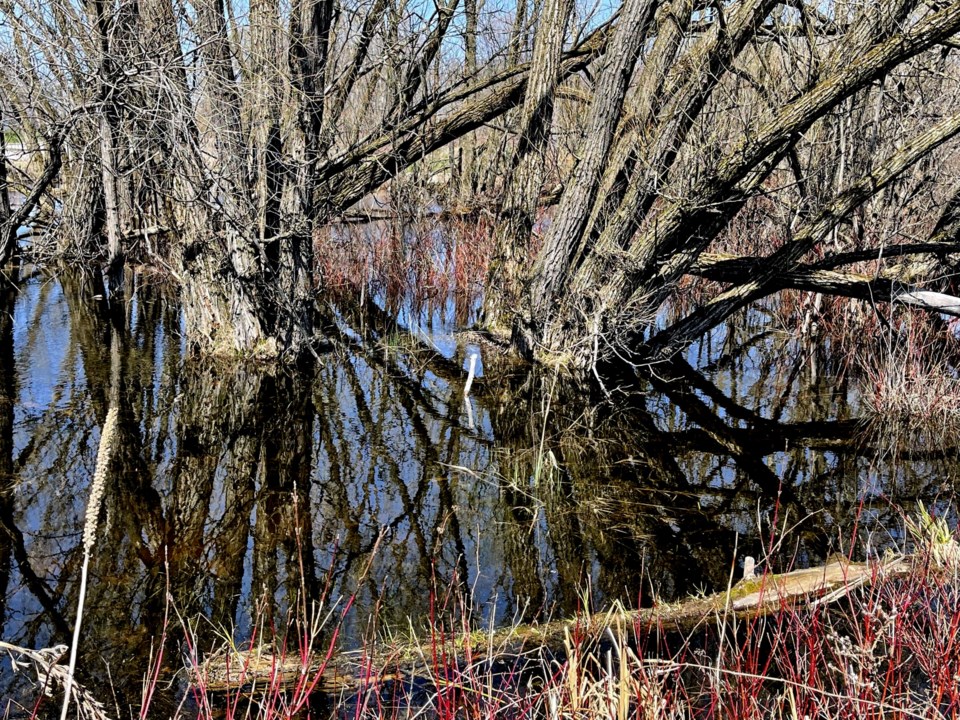 USED GM 2022-05-10  trees reflected on pond tudhope margot