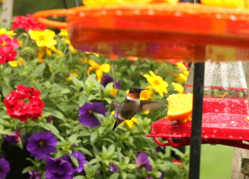 USED GM 2022-05-31 hummingbird at feeder margot