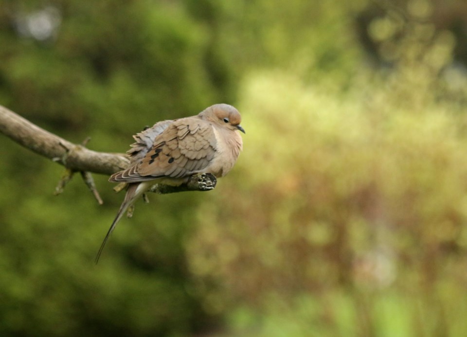 USED GM 2022-05-31 mourning dove resting margot