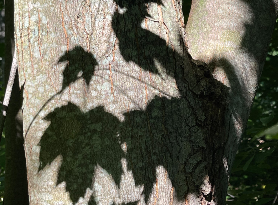 USED GM 2022-08-08 leaf shadow on tree margot(1)