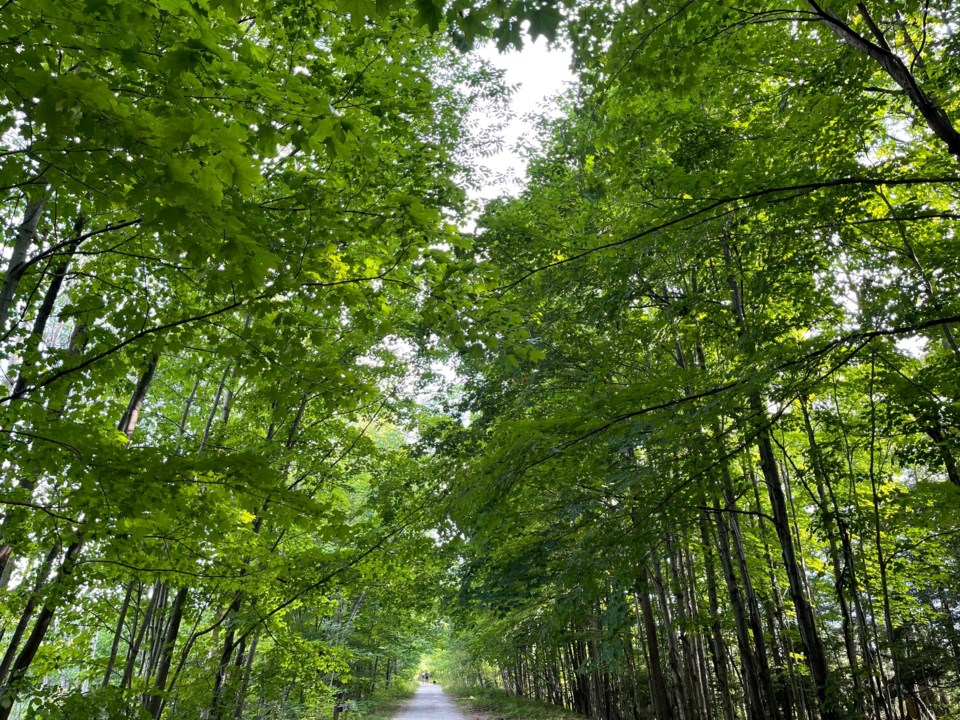 USED GM 2022-08-08 lush canopy of green trees over trail margot