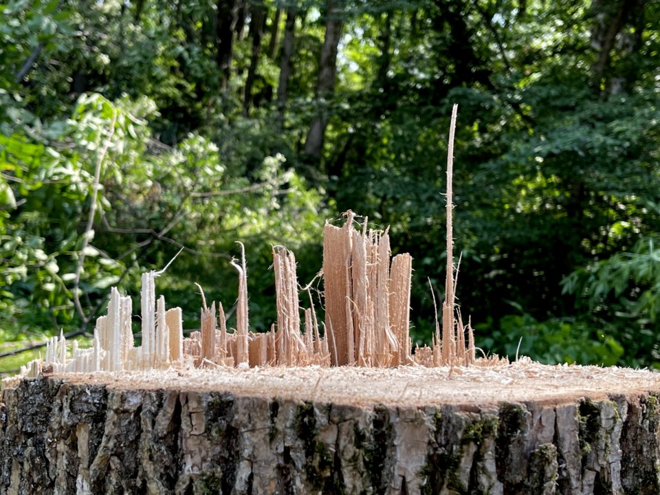 USED GM 2022-08-08 skyscrapers growing out of tree stump margot