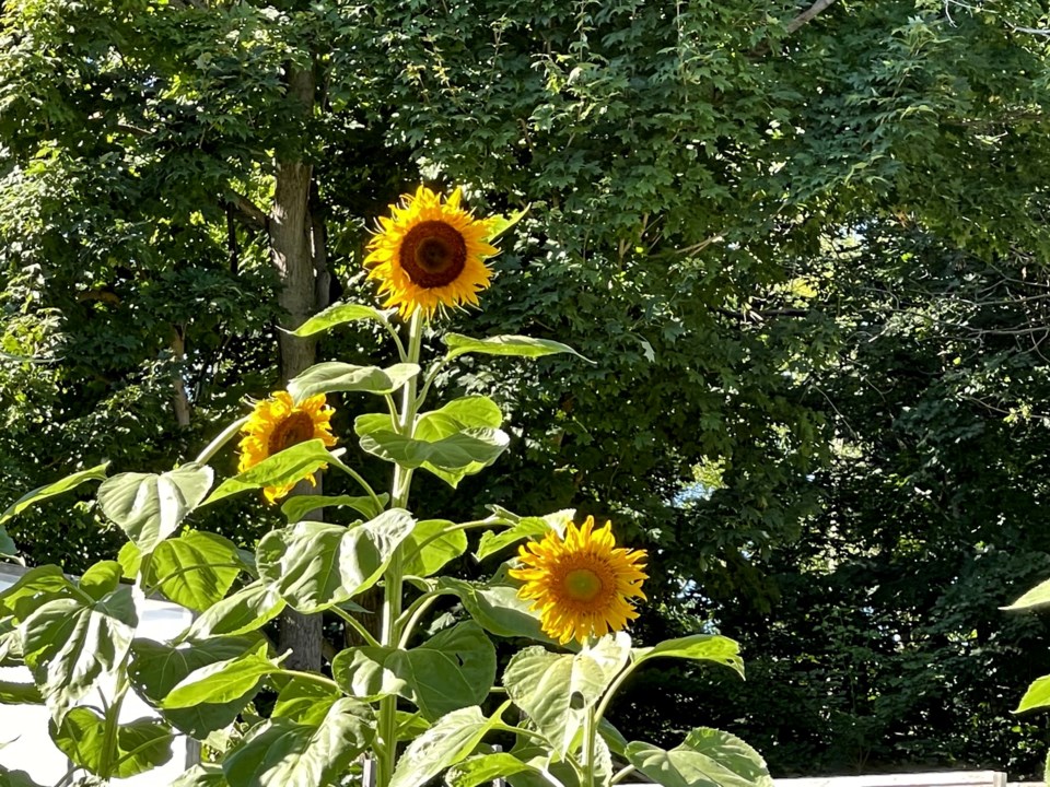 USED GM 2022-09-05 sunflower reaching toward sun margot