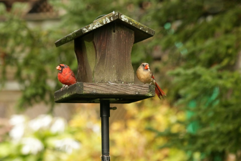 USED GM 2022-09-20 cardinals share feeder margot
