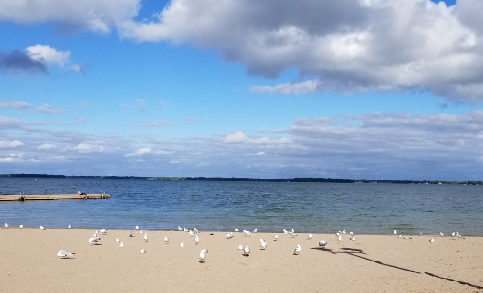 USED GM 2022-09-20 seagulls on sand at cooch joella