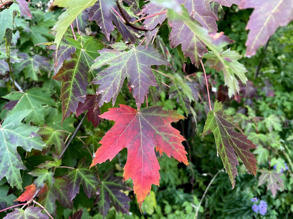 USED GM 2022-09-26 maple leaf turning red margot